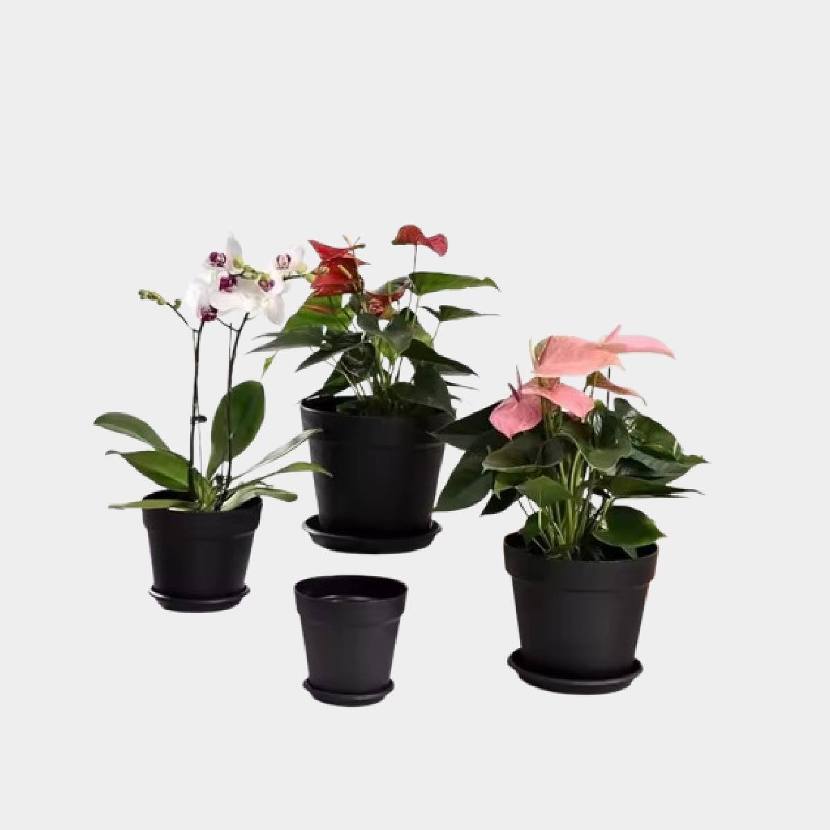 Plastic Pots - Image 2